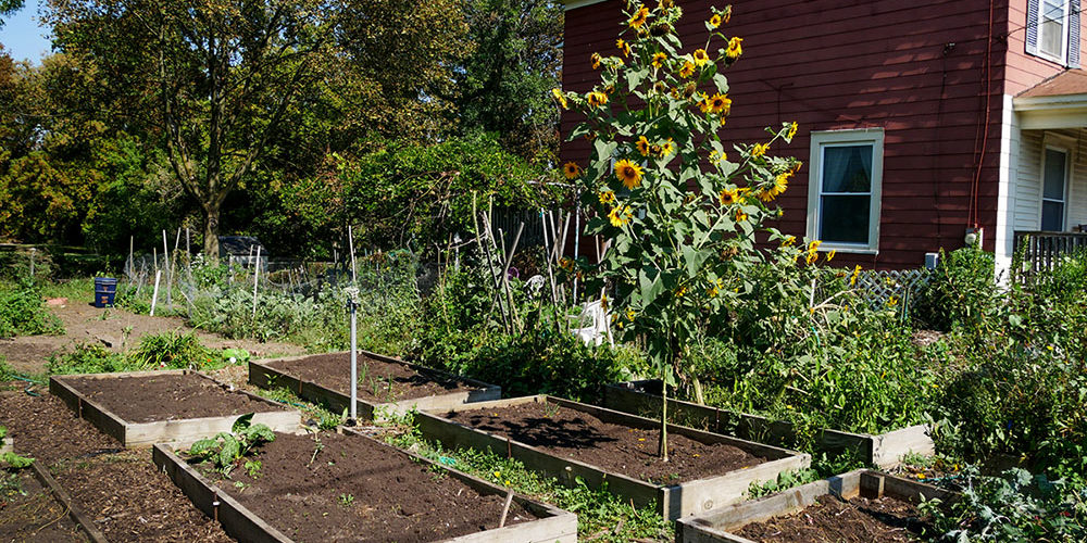 backyard garden