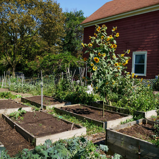 backyard garden
