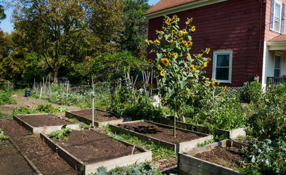 backyard garden