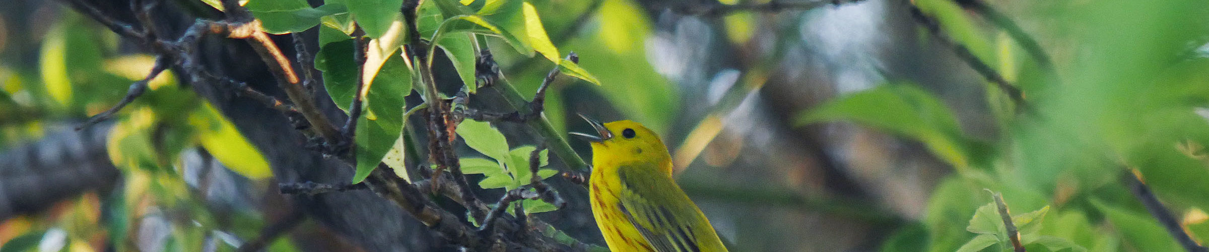 Yellow Warbler