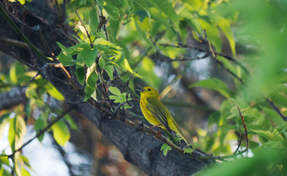 Yellow Warbler