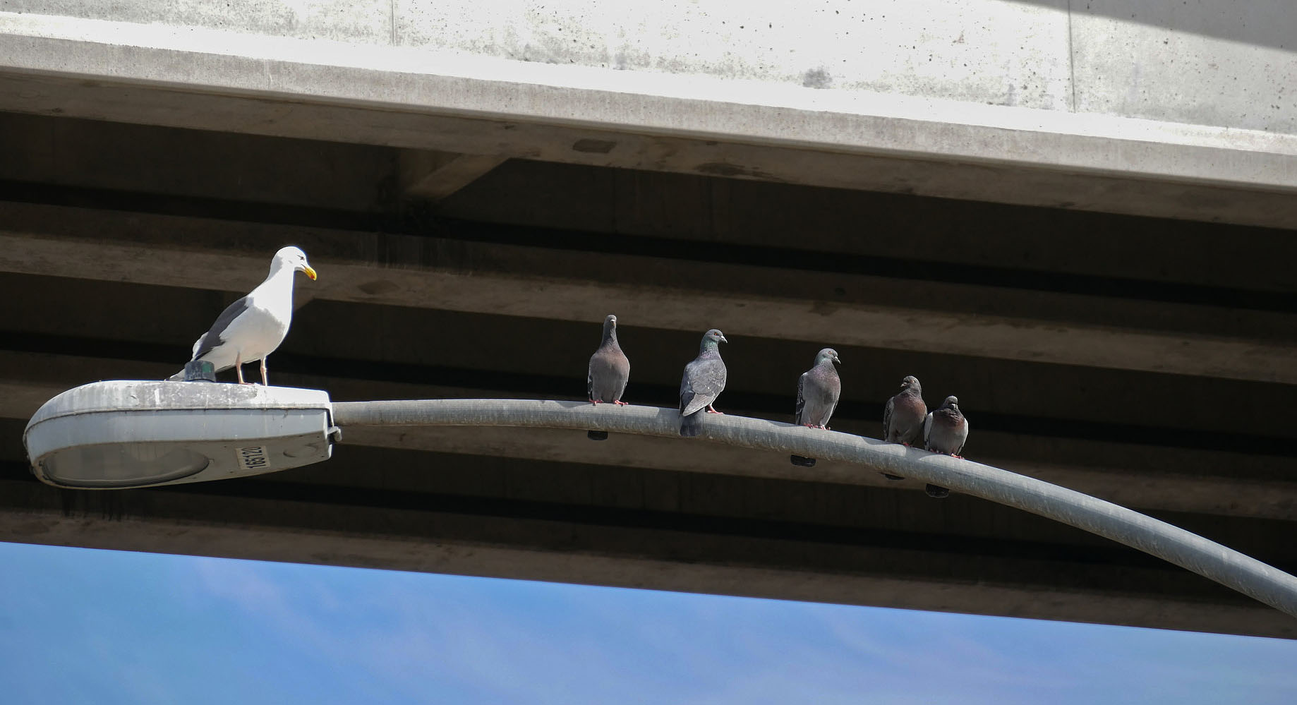 seagul and pigeons