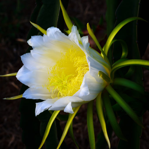 Dragon Fruit Cacti
