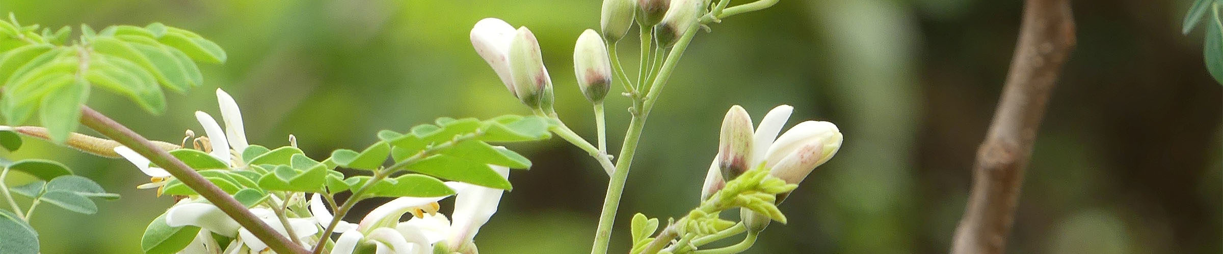 Moringa tree blossom