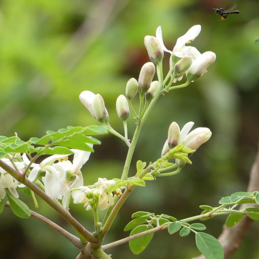 Moringa tree blossom