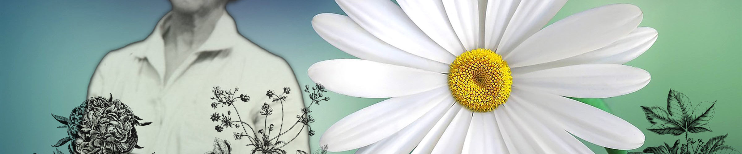 composite of image of Ynes Mexia and daisy flower