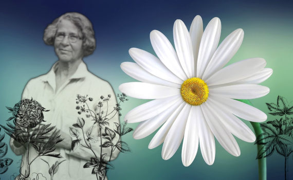 composite of image of Ynes Mexia and daisy flower