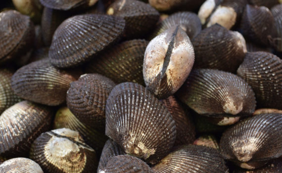 closed seashell