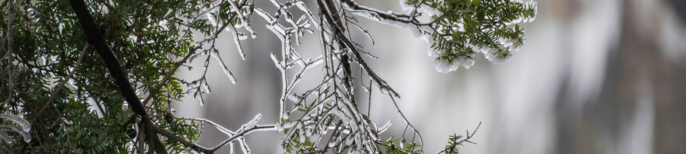 pine tree leaves coated with ice and snow