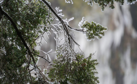 pine tree leaves coated with ice and snow