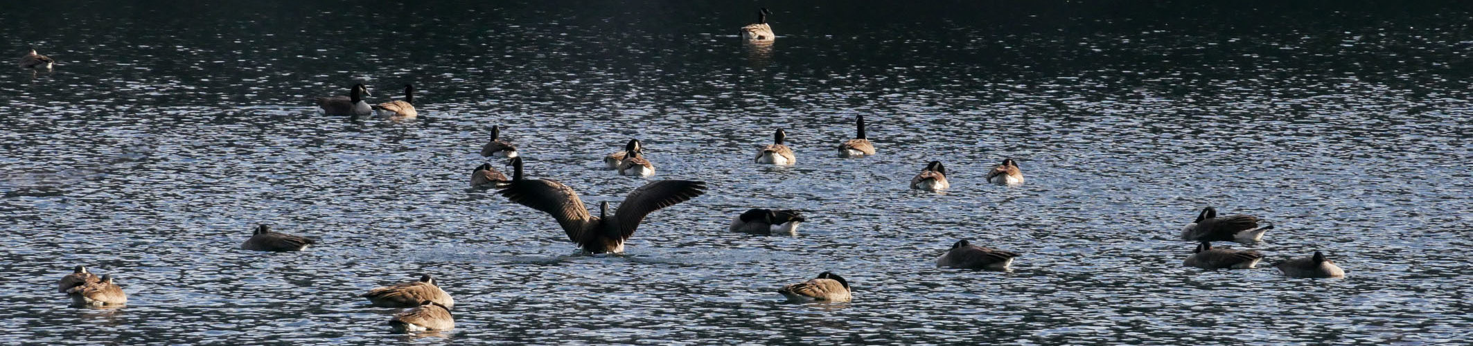 Canada geese on lake