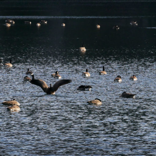 Canada geese on lake
