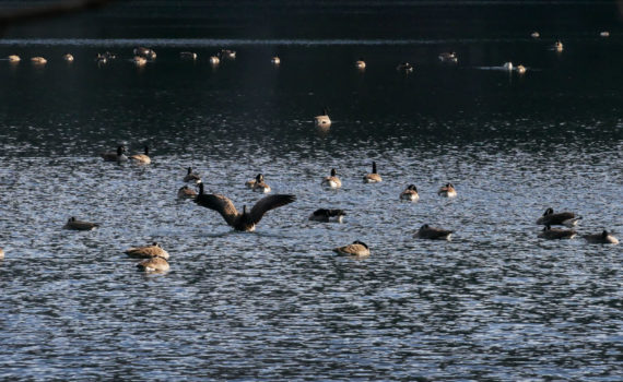 Canada geese on lake