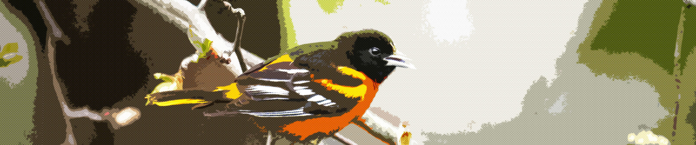 Baltimore Oriole on a tree branch with comic book effect