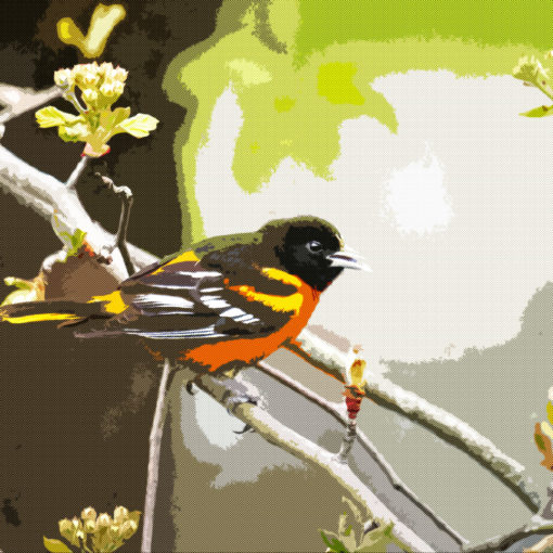 Baltimore Oriole on a tree branch with comic book effect