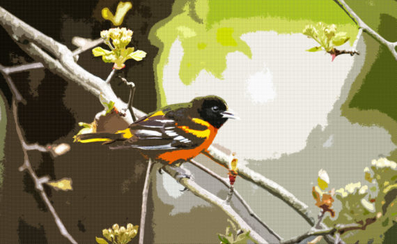 Baltimore Oriole on a tree branch with comic book effect
